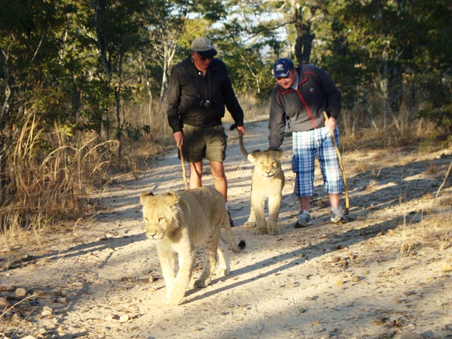 Walking with the lion cubs