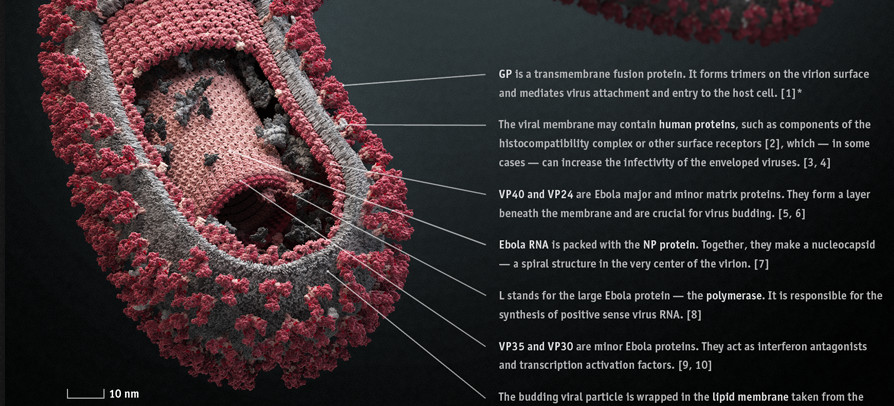 ebola virus breakdown