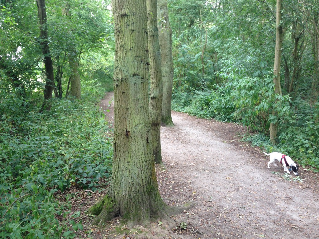 Jack Russel sniffing