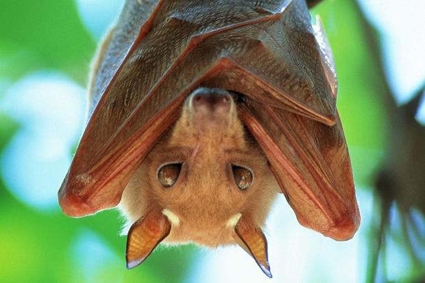 Bats spread the Ebola Virus