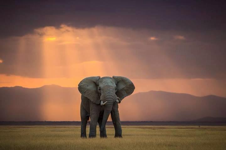 award winning elephant photo