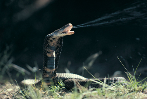 Cobra's severed head kills chef