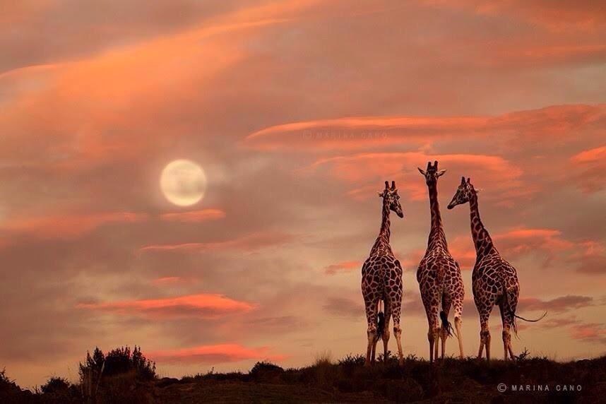 Giraffes in the moonlight