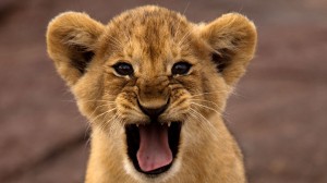 Lion cub