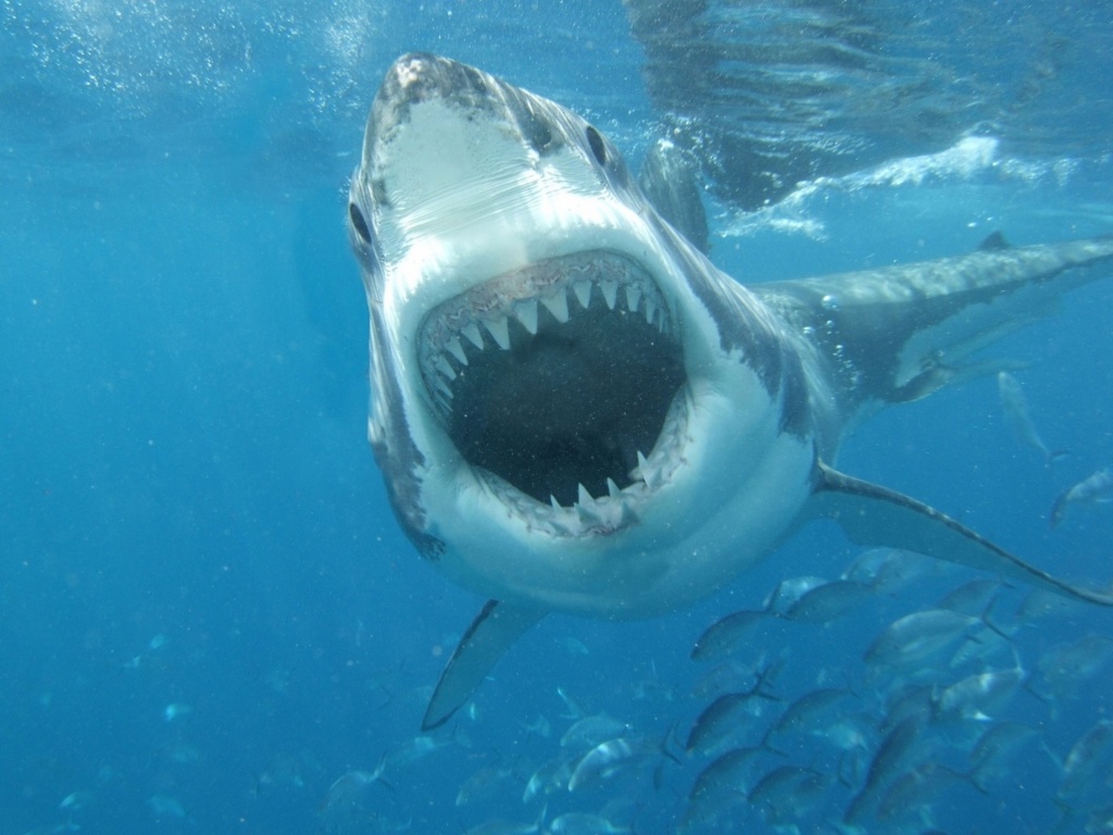 great white shark