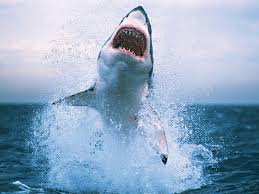 jumping great white shark