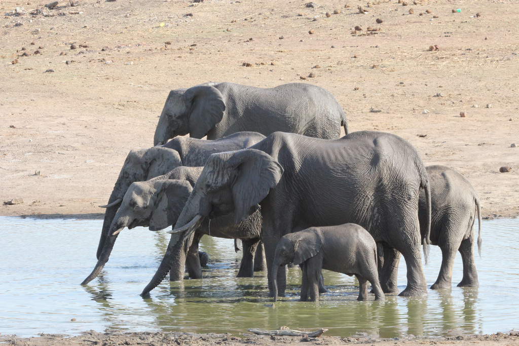 Zimbabwe Minister Defends export of baby elephants