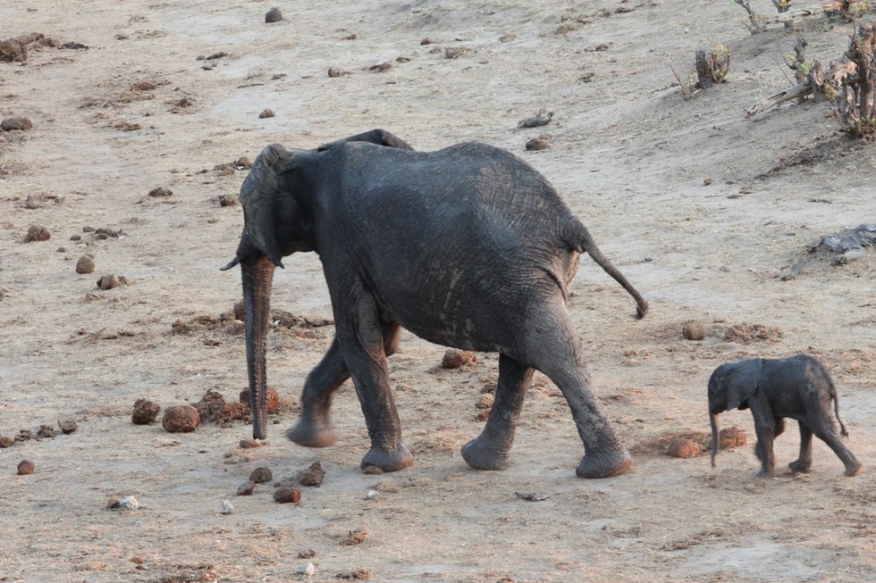 Zimbabwe Minister Defends export of baby elephants