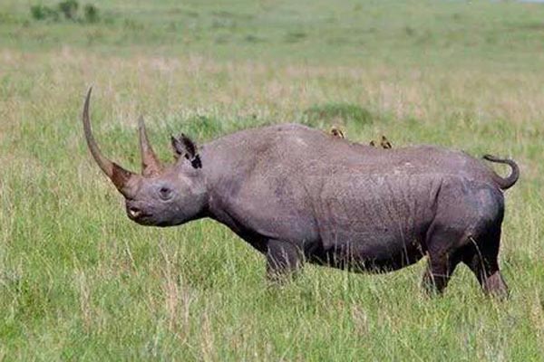 Karanja at the Maasai Mara Game Reserve. The rhino died on December 24, 2014 at the age of 43. PHOTO | COURTESY| LESINKO OLE KOOL
