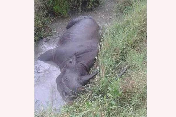 Karanja dead in a stream at the Maasai Mara Game Reserve. PHOTO | COURTESY| LESINKO OLE KOOL