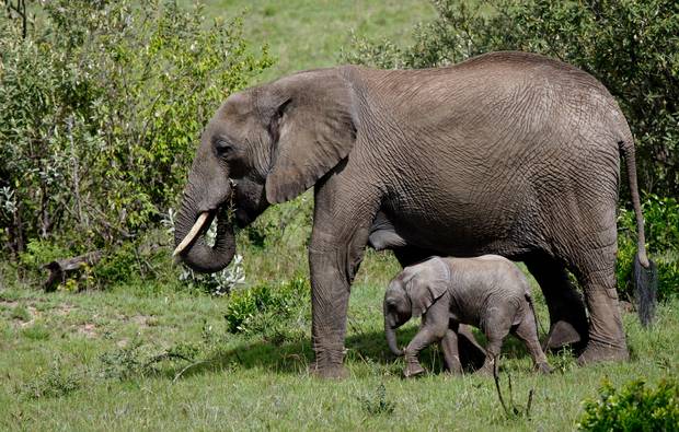 Zimbabwe Minister Defends export of baby elephants