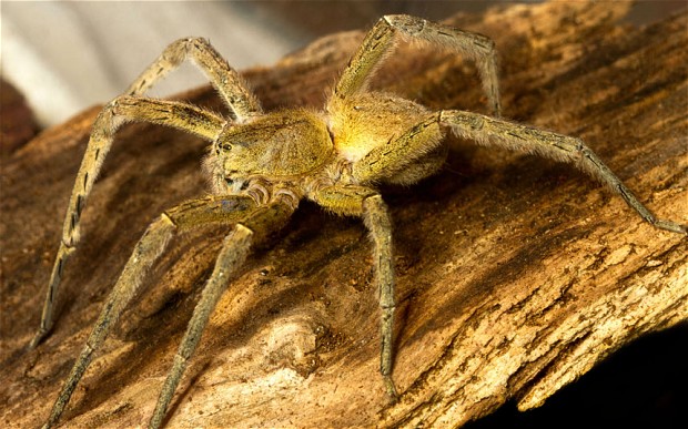 The Brazilian Wondering Spider