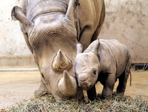 western-black-rhino-with-calf