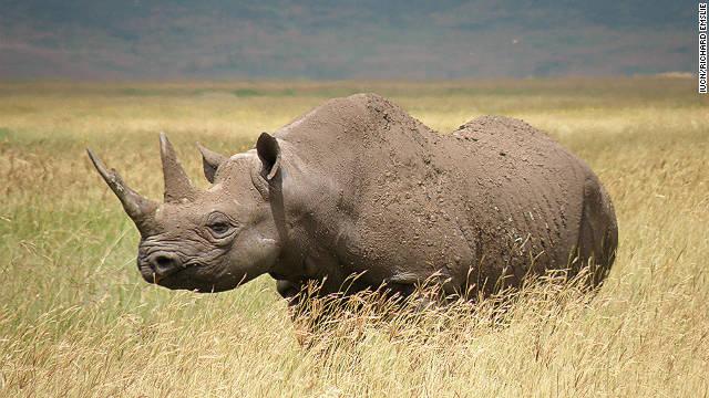 western-rhino