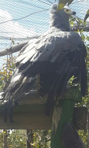 African harrier-hawk