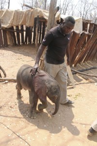 zimbabwe elephant calf rescued